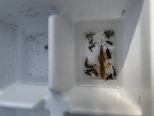 Missaukee Conservation District to use grant money to give out river cleanup kits